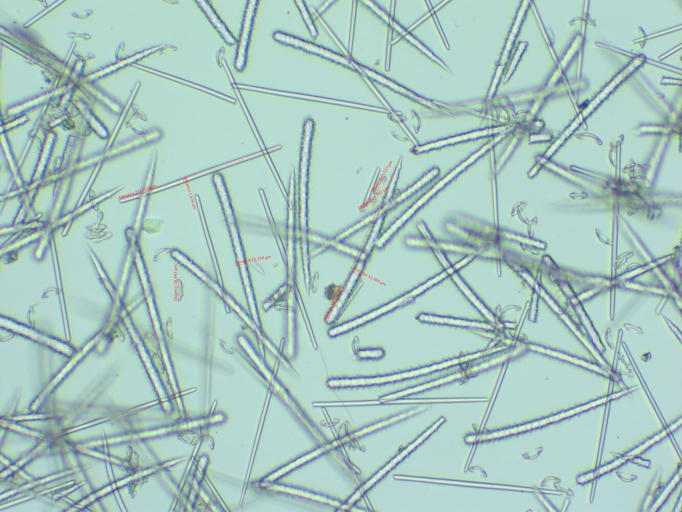 Spicule Treatments